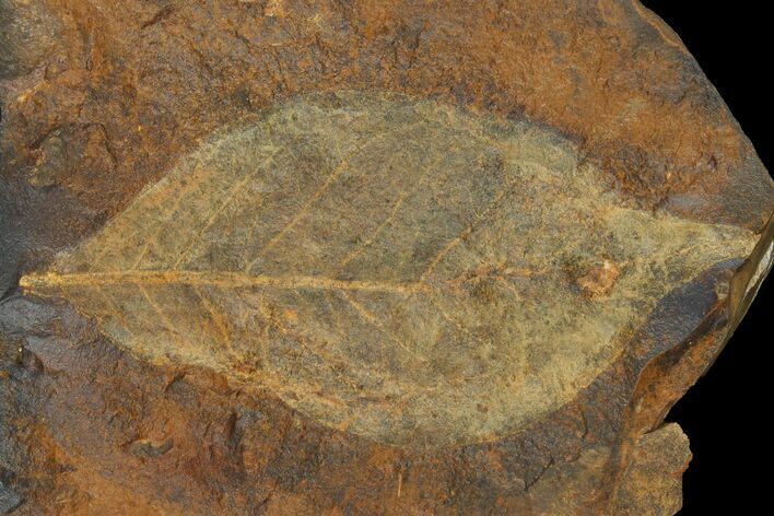 Paleocene Fossil Leaf (Averrhoites) - North Dakota #95508